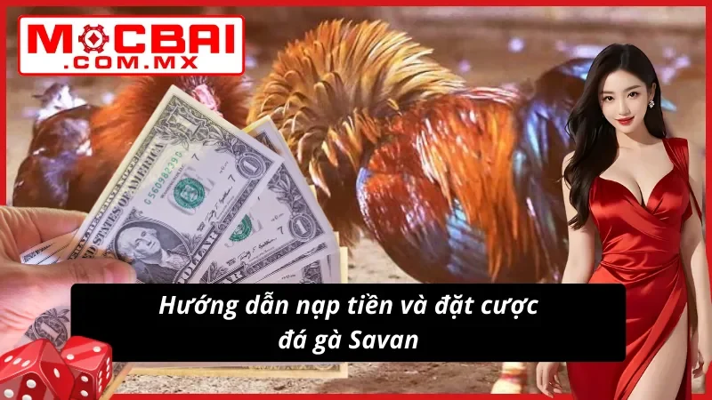 Trải nghiệm Đá Gà Savan cực đơn giản tại nhà cái